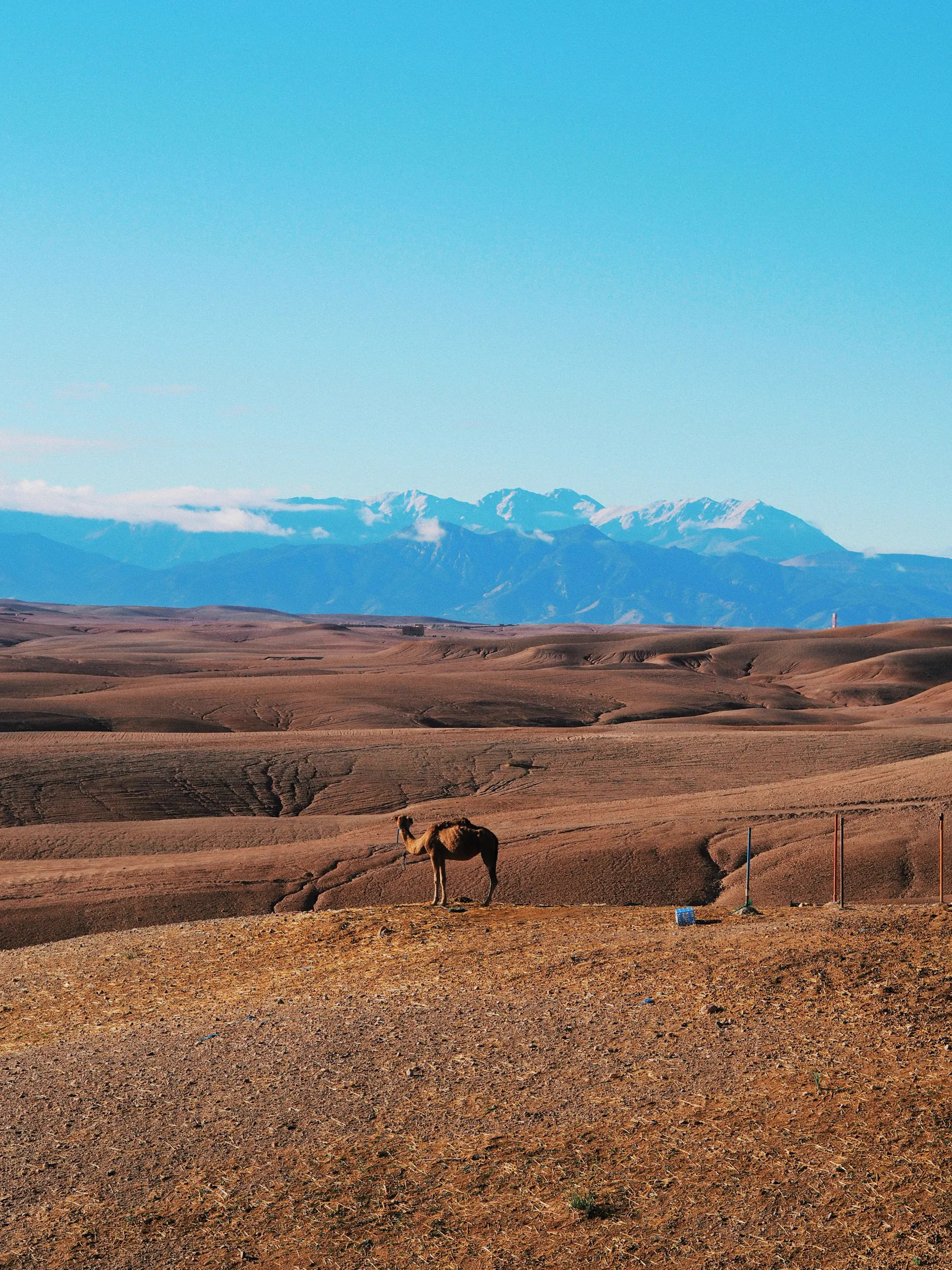 Agafay desert in front of the Atlas peaks