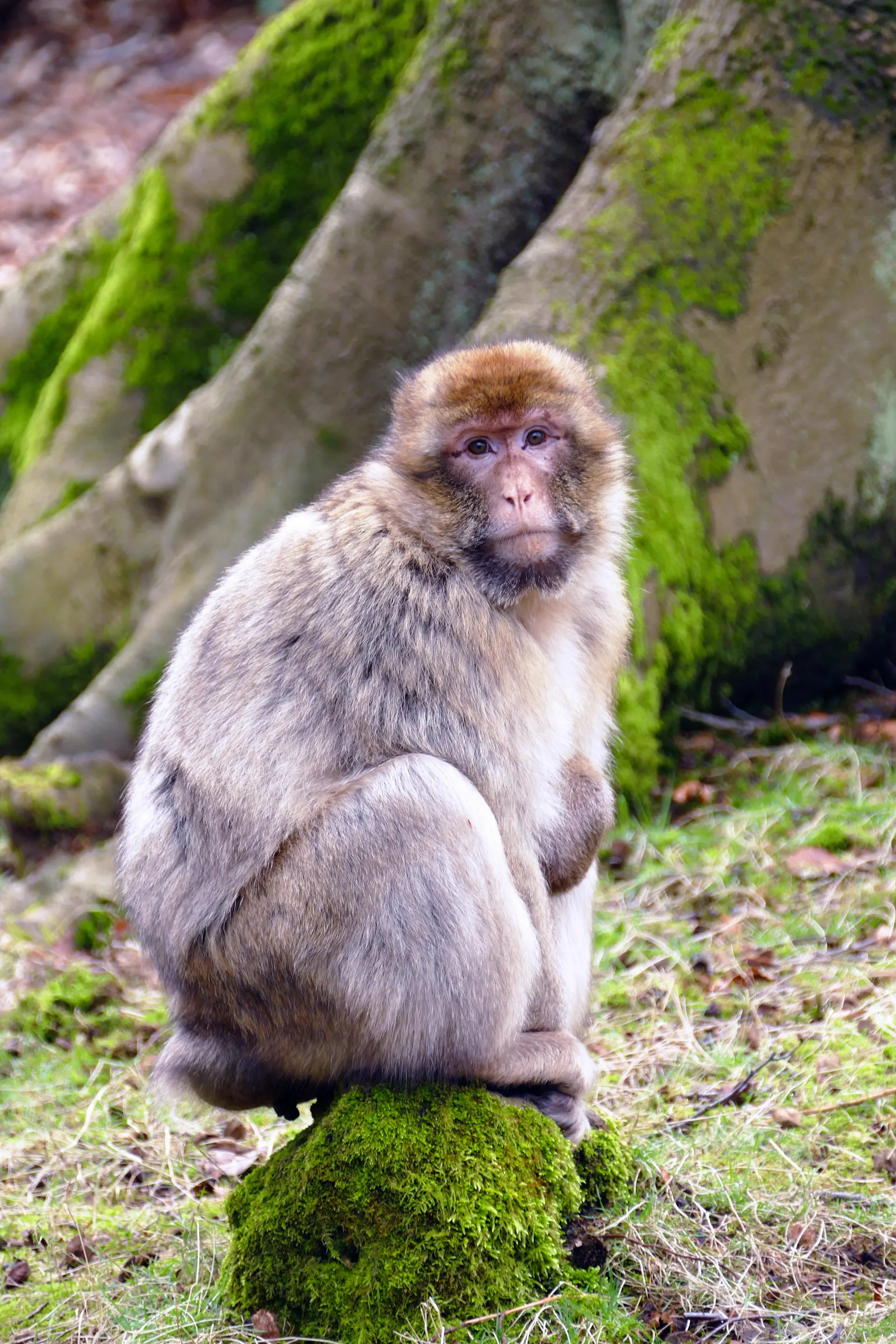 Singe magot dans les forêts du Moyen Atlas