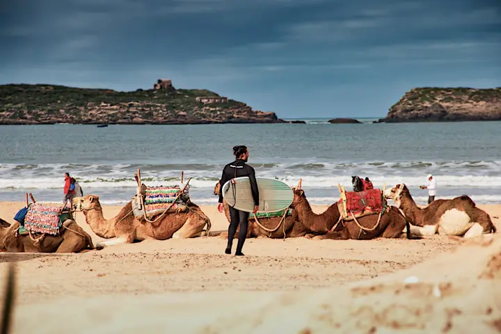 Camels on the beach of Essaouira