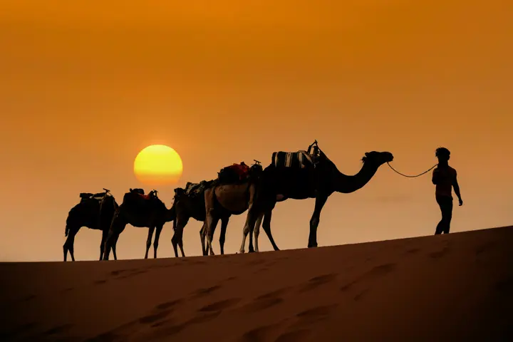 Camel caravan at sunset in Merzouga