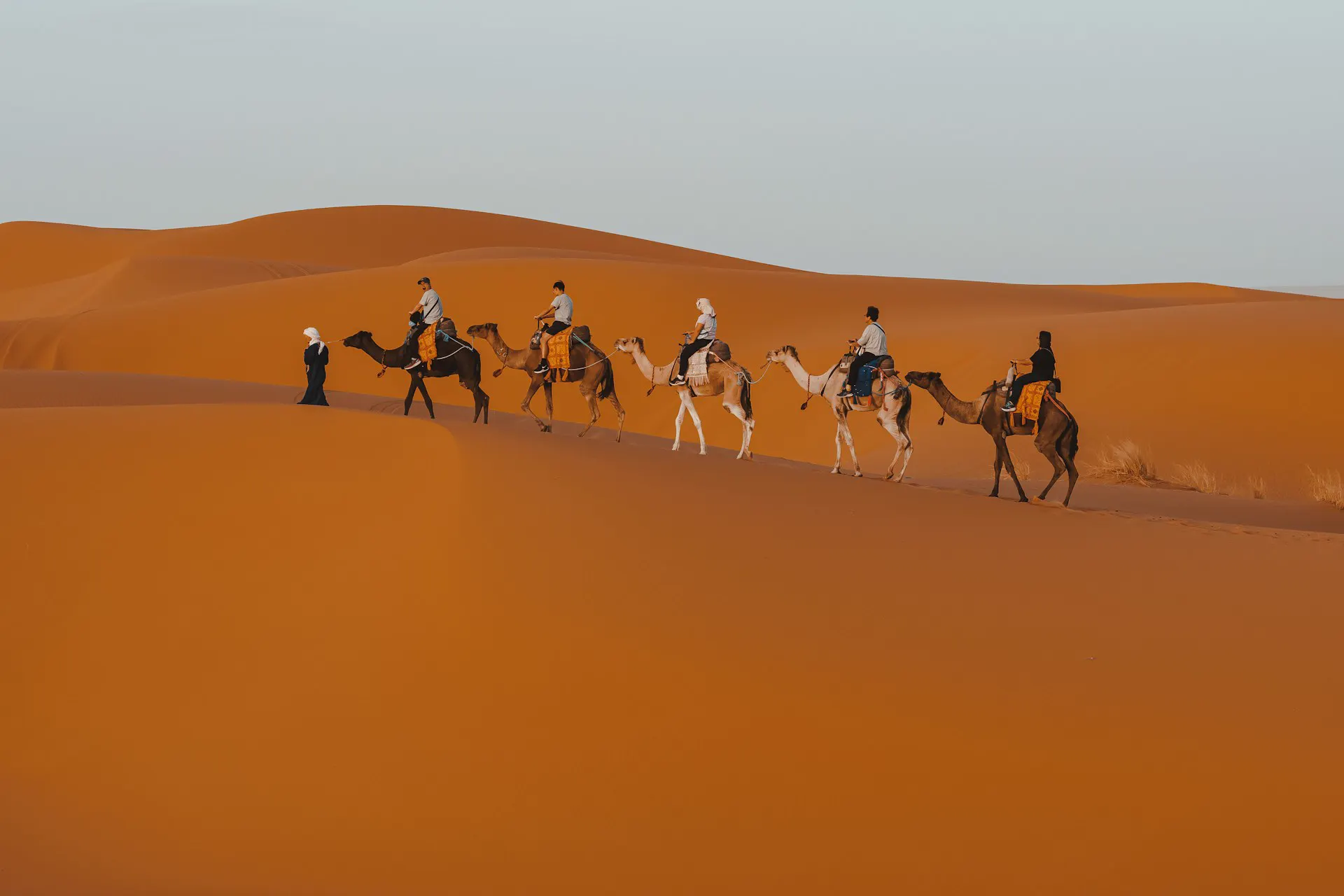 Balade à dos de dromadaire dans les dunes de Merzouga