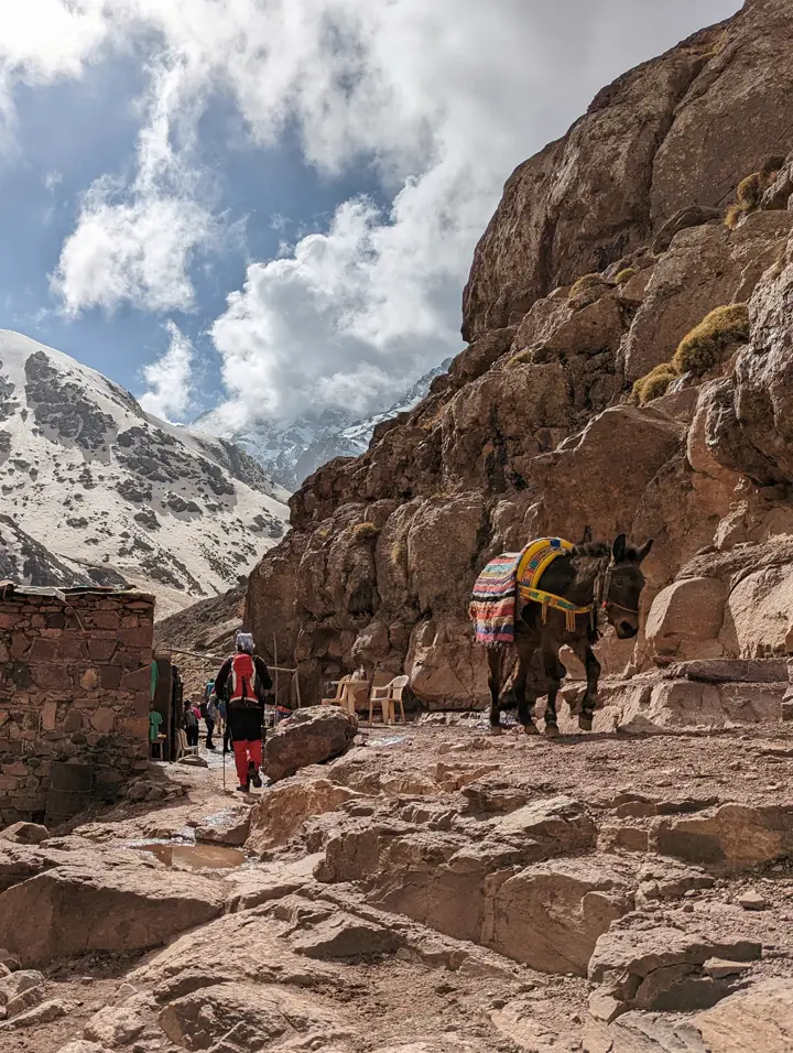 Maultier mit Gepäck auf dem Trekking zum Toubkal